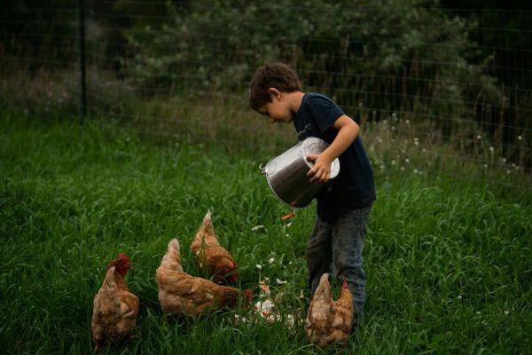 Family Farm