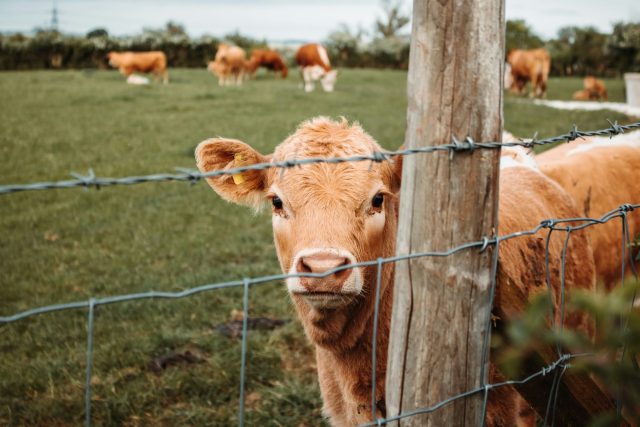 Raw Milk